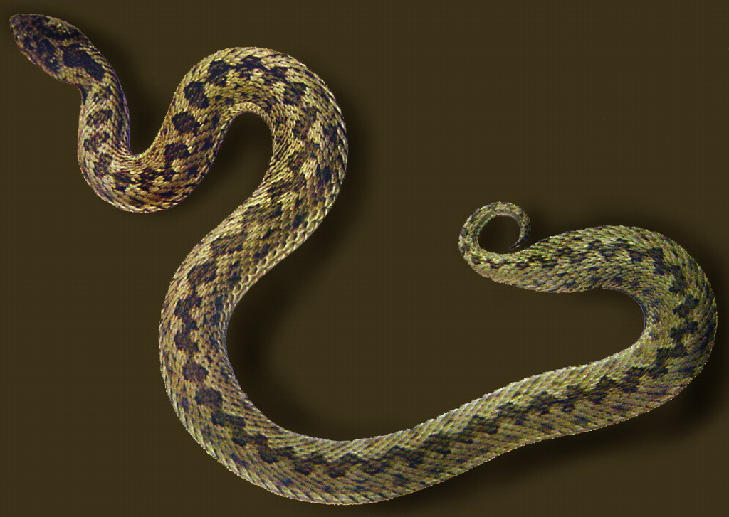 中国蛇类图谱下57p