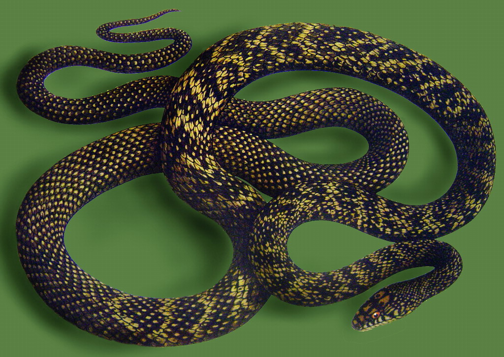 中国50种毒蛇图片图片