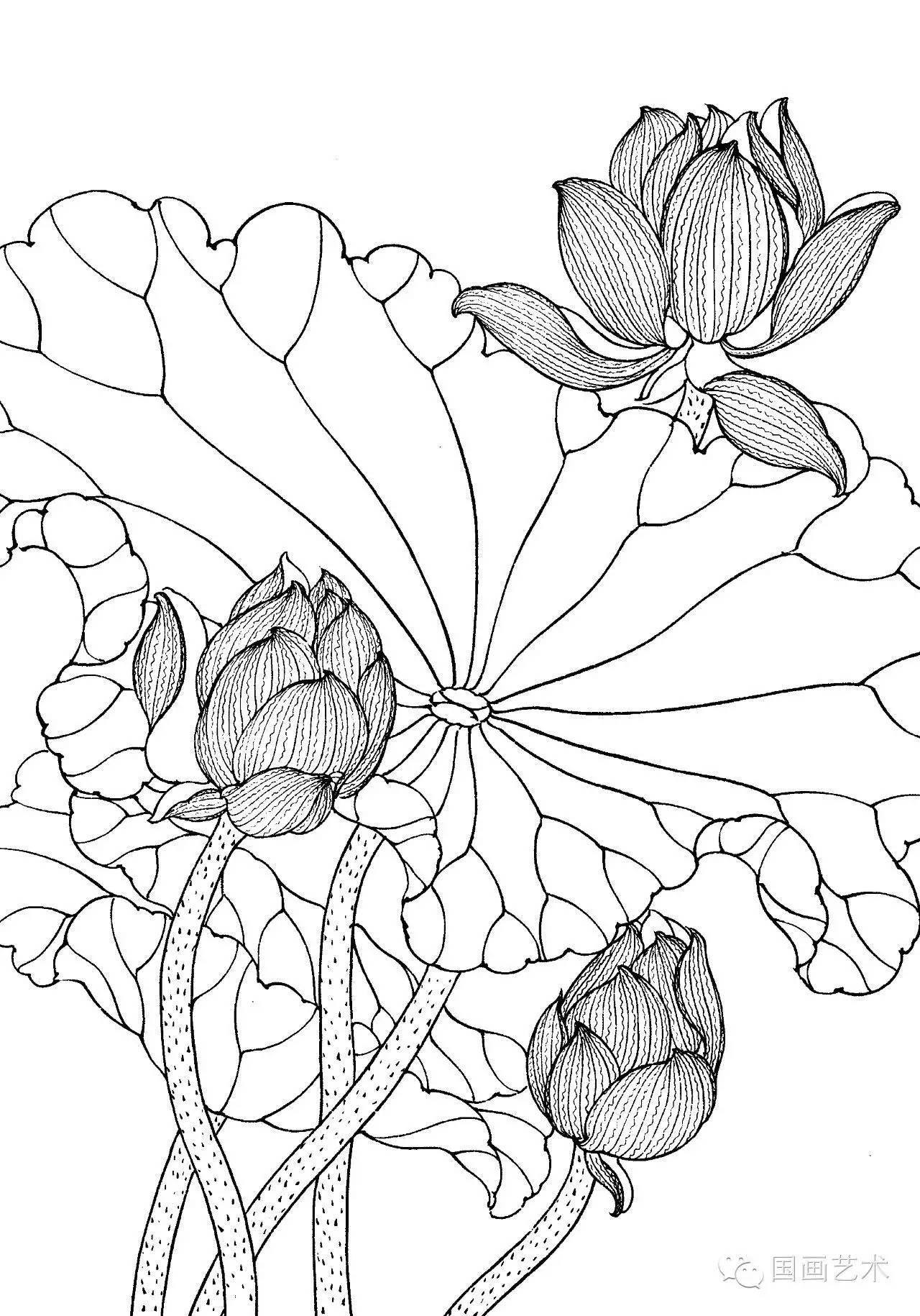 请收好这一组高清白描荷花画稿