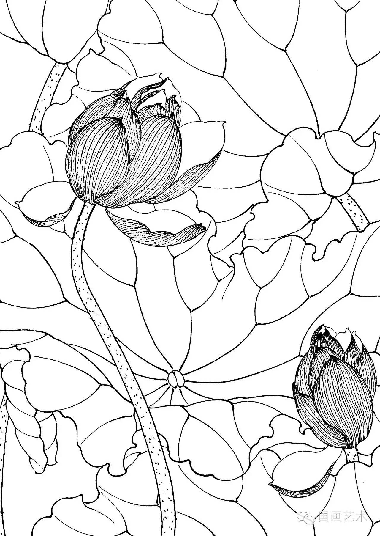 请收好这一组高清白描荷花画稿