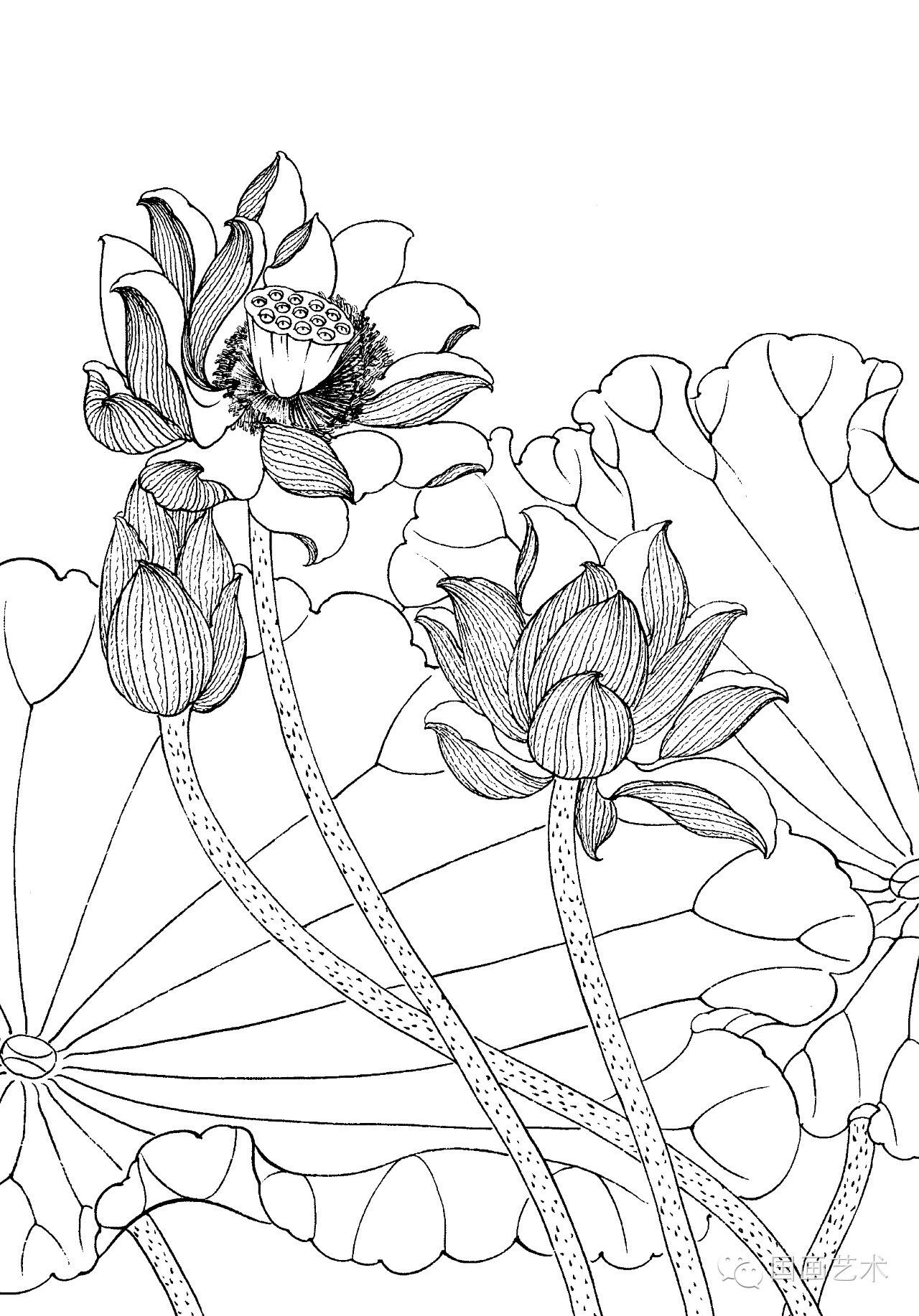 请收好这一组高清白描荷花画稿