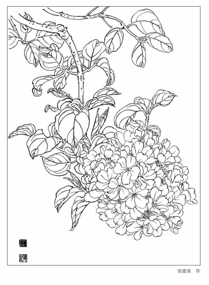 9种花卉白描图收藏备用