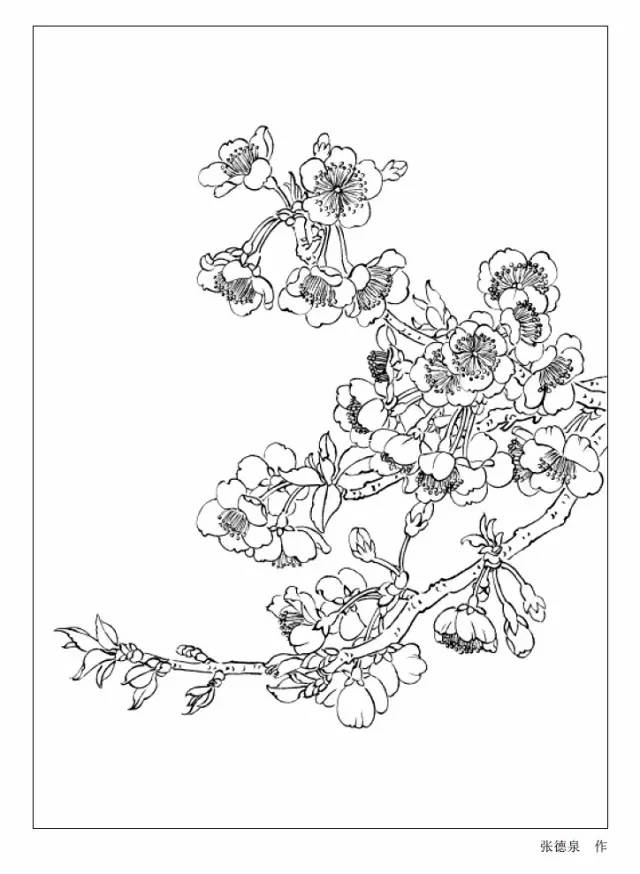 9种花卉白描图收藏备用