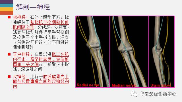 難得精品肘關節的解剖太詳細了