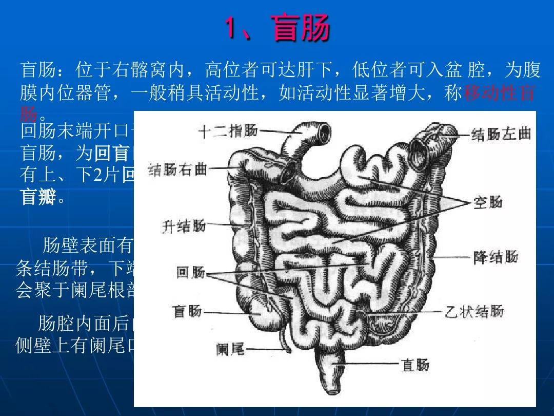 局部解剖学腹部