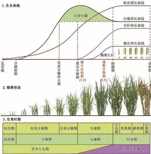 根据形态,生理特点又将水稻分为四个时期:第一个时期是苗期:从种子
