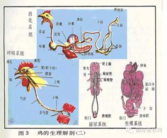 家禽解剖全解看懂你就是专家河南金凤分享