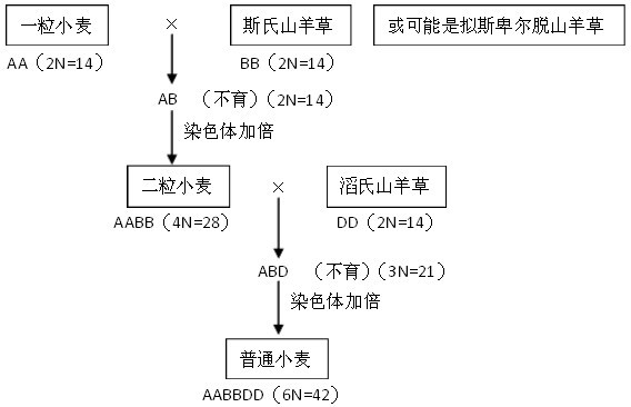 47 多倍体育种548利用遗传学原理的育种总结549人类的遗传病5