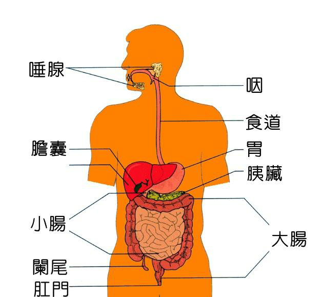 人体的肠胃分布图图片