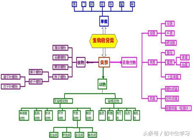 初中生物知識概念圖!沒有比它更詳細的了!
